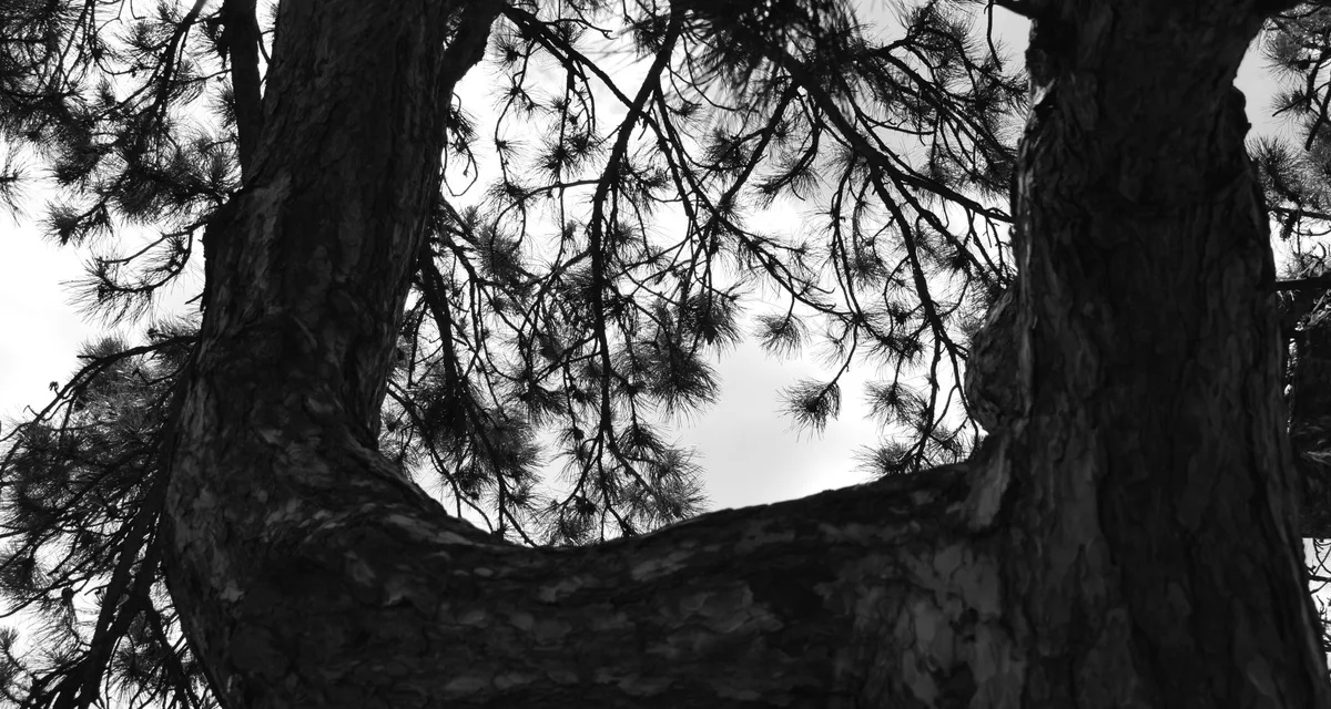 Black and white pine canopy seen from below, heavy curved limbs crossing overhead