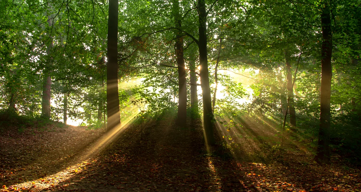 Early sun breaking through a stand of trees