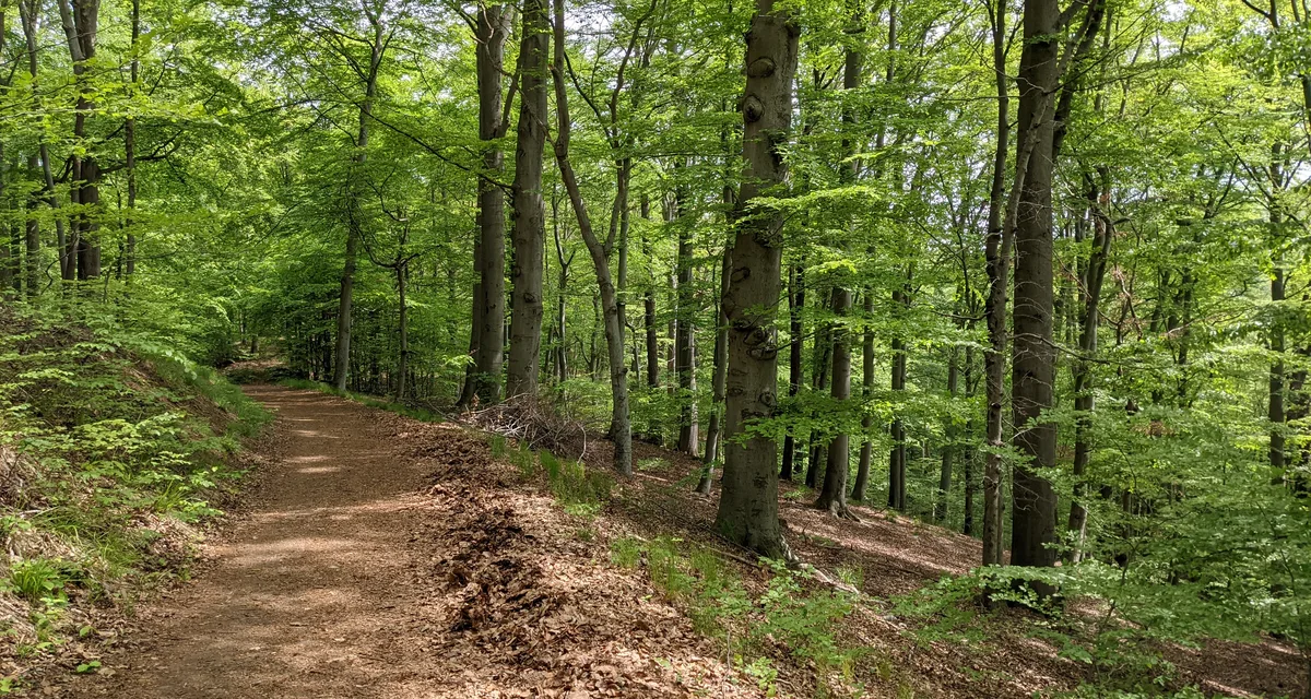 A trail curving through a spring beech wood
