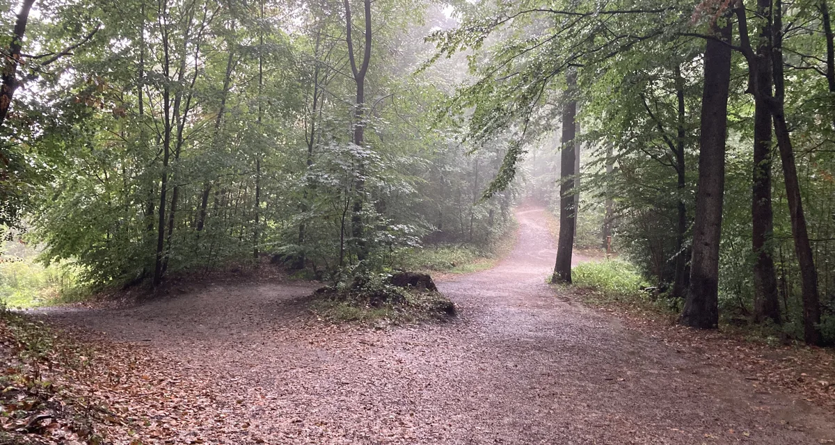 A forest path forking into two trails in morning mist