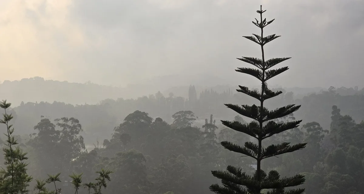 A single conifer on a hillside among layers of mist