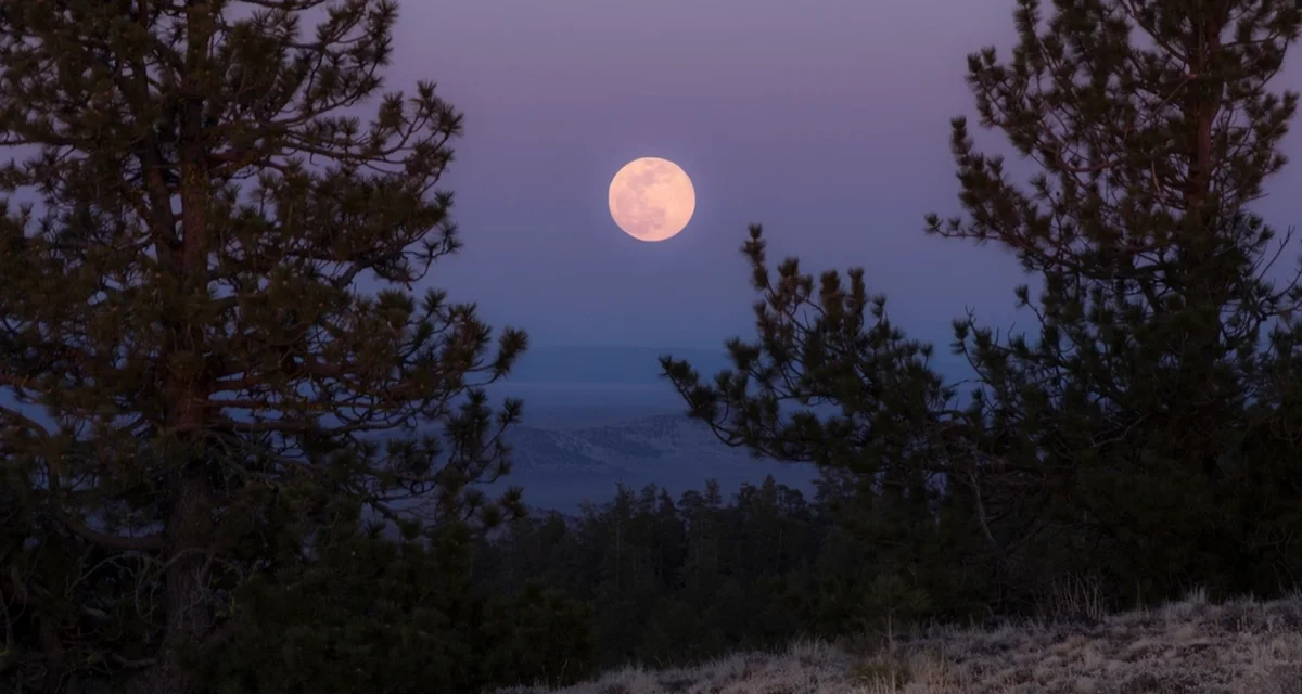A full moon rising between pines over a dark valley