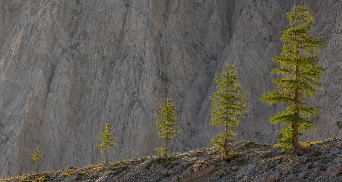 Young larch trees growing on a rocky mountain slope