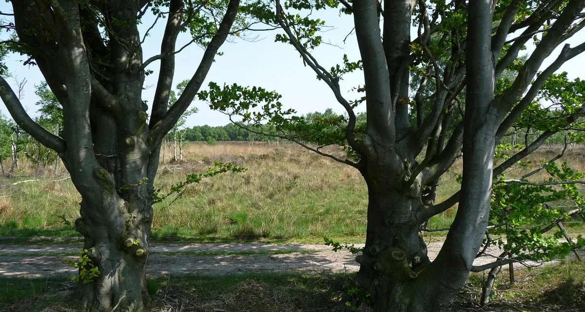 Two gnarled beech trunks framing a sunlit stretch of open moorland