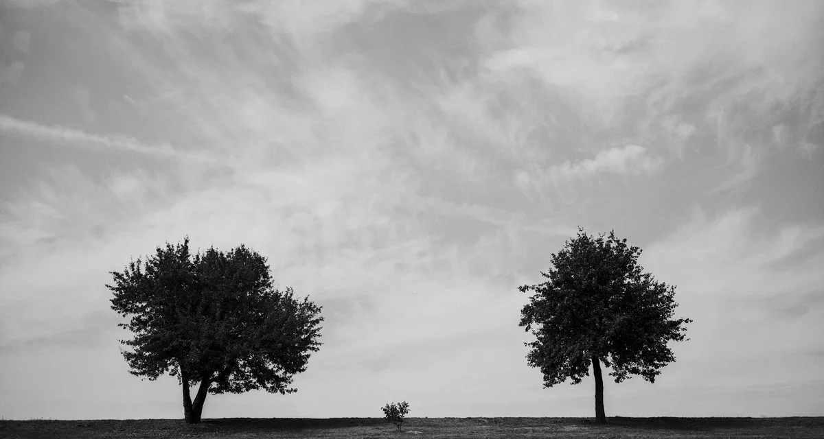 Two trees on a flat horizon in black and white, a small sapling standing between them