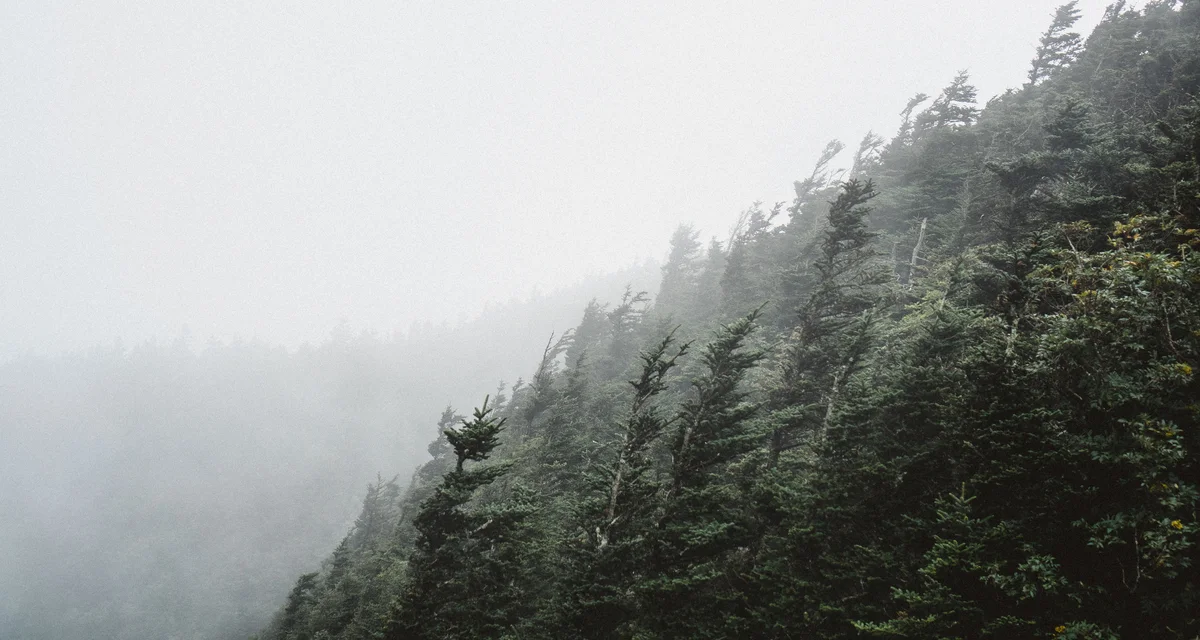Windswept evergreens on a fog covered mountain slope